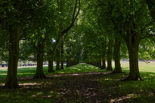 This landscape photograph captures a rural scene featuring a line of trees forming a natural avenue, with lush green foliage providing a shaded pathway beneath. The sunlight filtering through the leaves indicates the image was taken in the late morning during the summer season. The composition highlights the symmetry and density of the trees, showcasing the tranquil nature of the countryside.